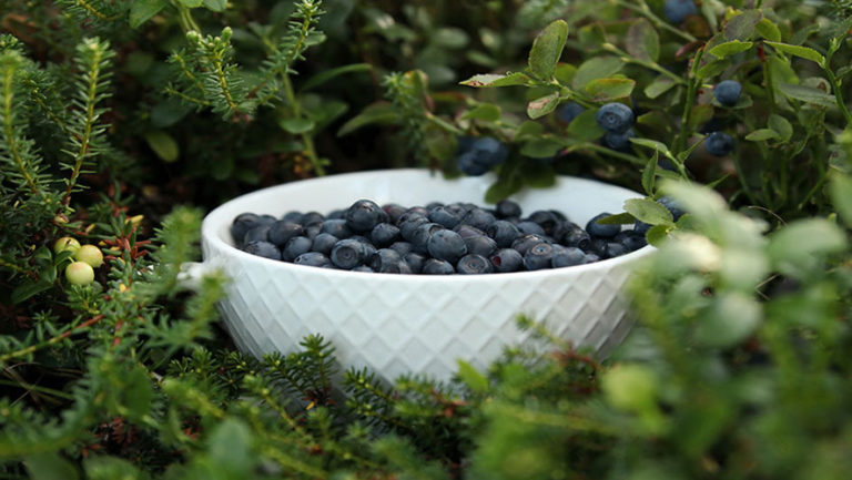 Bilberry