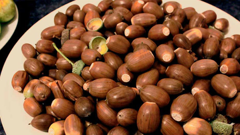 Acorns-Oak Nuts