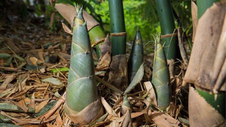 Bamboo Shoots