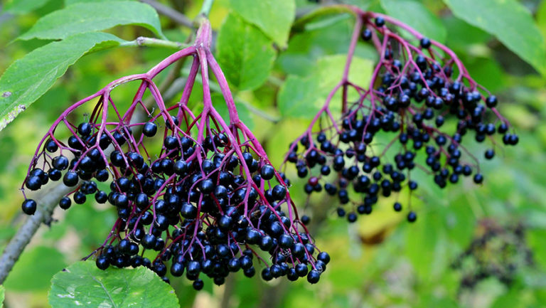 Elderberry