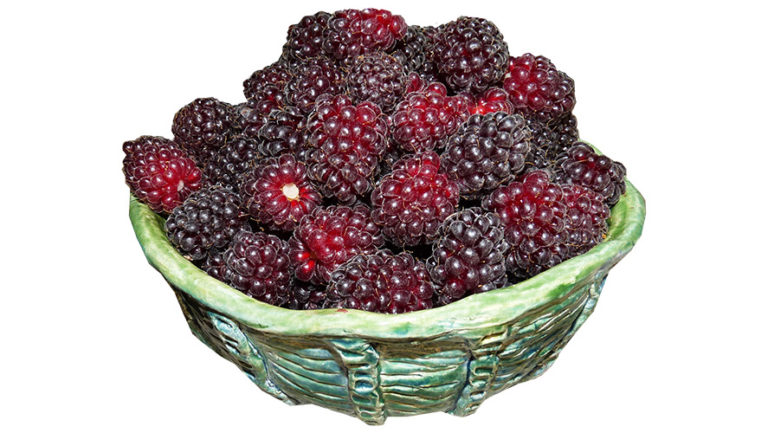 Loganberry