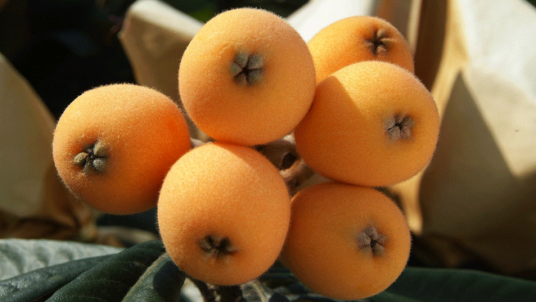 Loquat