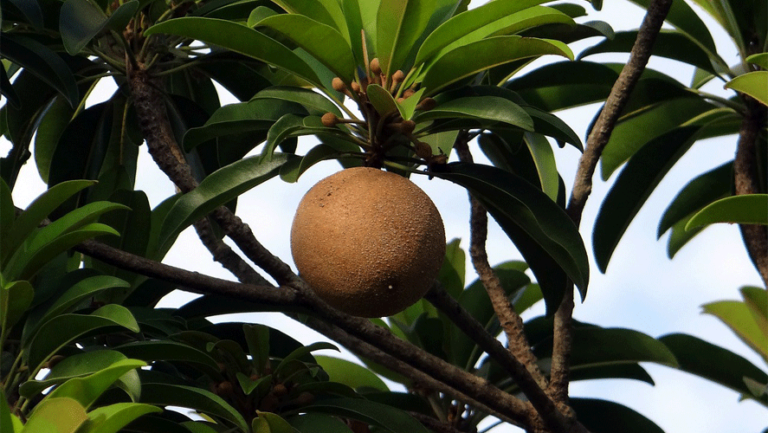 Mamey Sapote