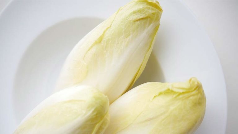 Belgian Endive