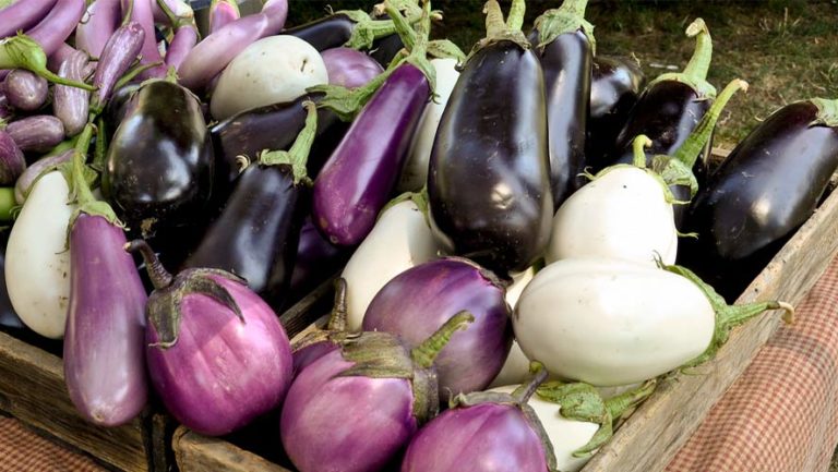 Eggplant/Aubergine