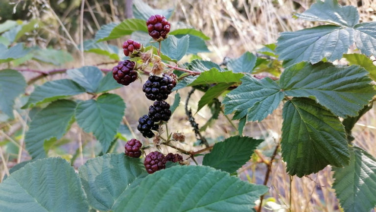 Boysenberry