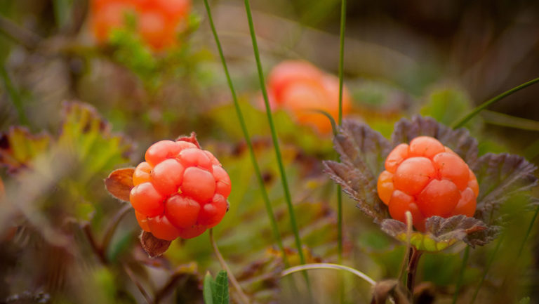 Cloudberry