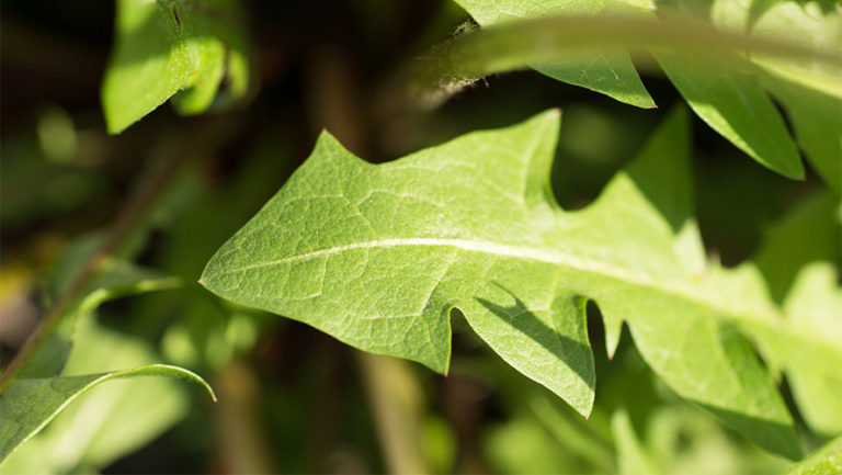 Dandelion Greens