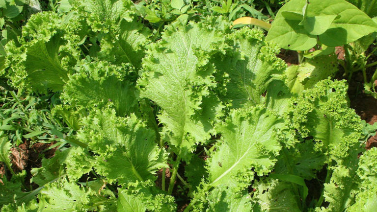 Mustard Greens