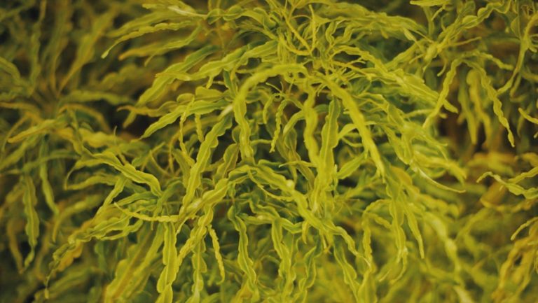 Digitata Kelp – Oarweed