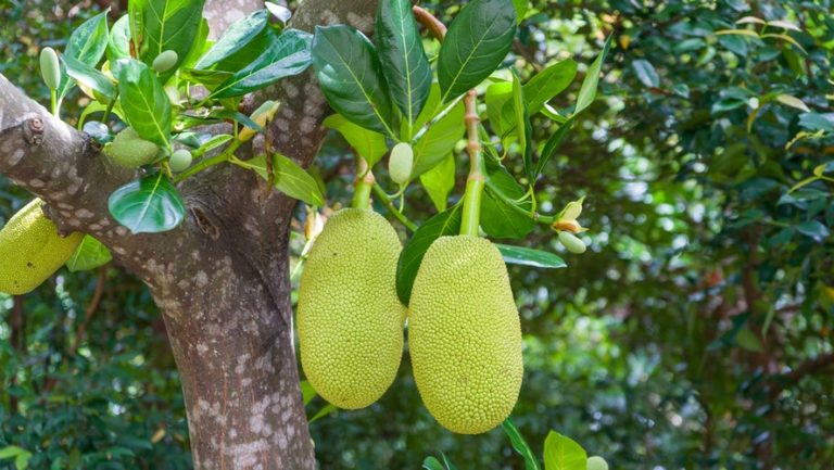 Jackfruit