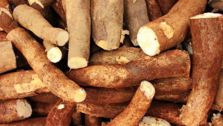 Cassava/Yuca