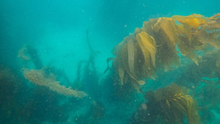 Alaria-Dabberlocks-Badderlocks-Winged Kelp