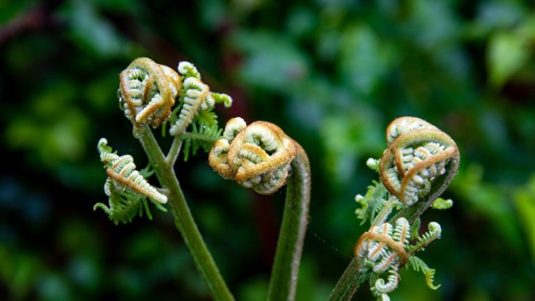 Fiddlehead