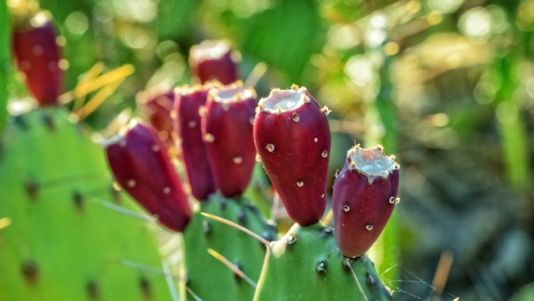 Prickly Pear/Cactus Pear