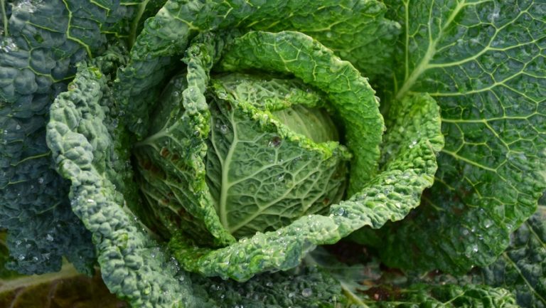 Cabbage/Green Cabbage