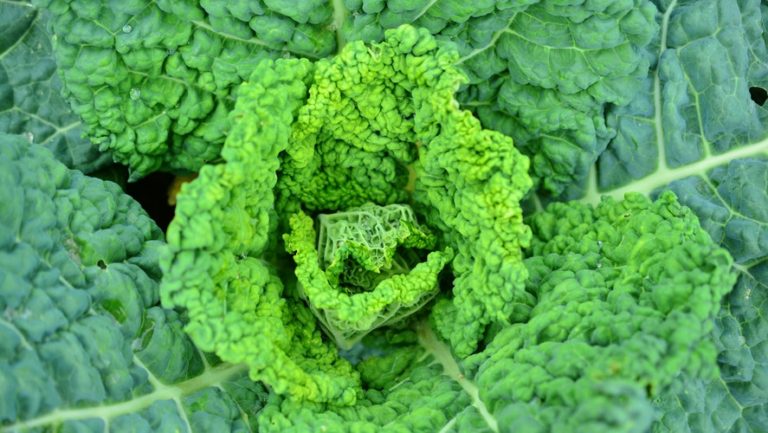 Savoy Cabbage