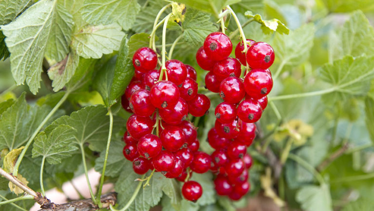 Redcurrant