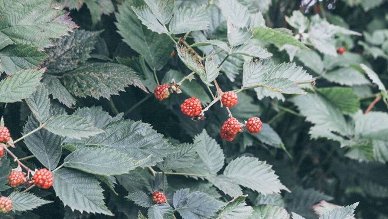 Salmonberry