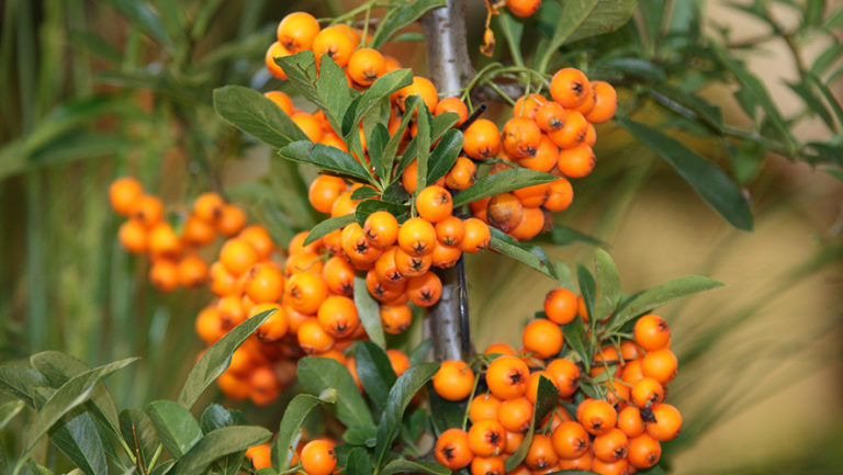 Sea buckthorn berry