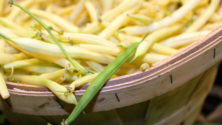 Wax Beans