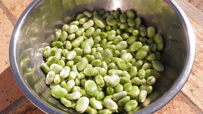 Fava Beans – Broad Beans