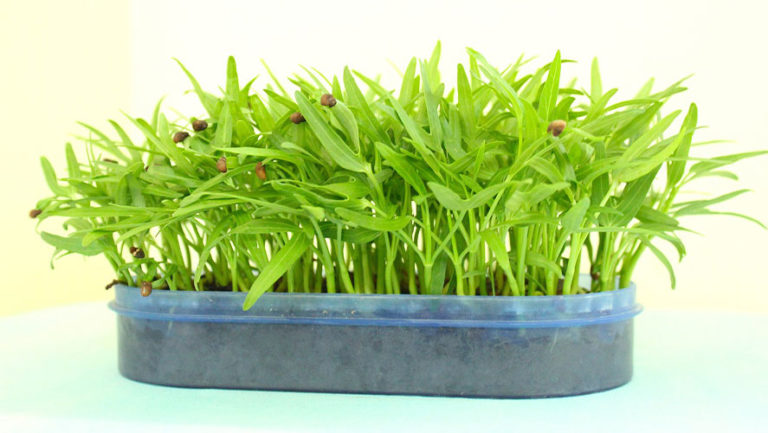 Water Spinach