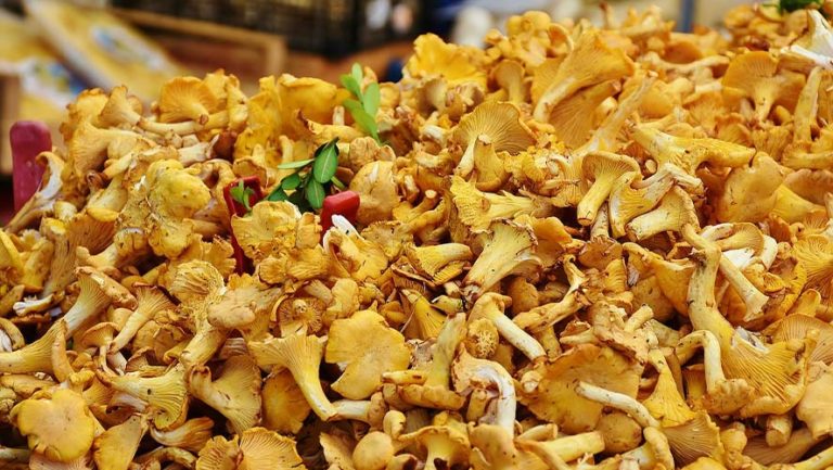 Chanterelle