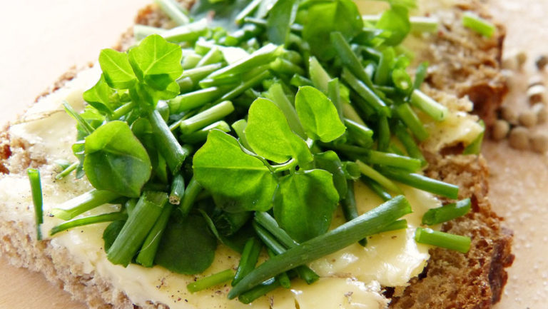 Watercress