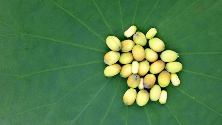 Lotus Seed