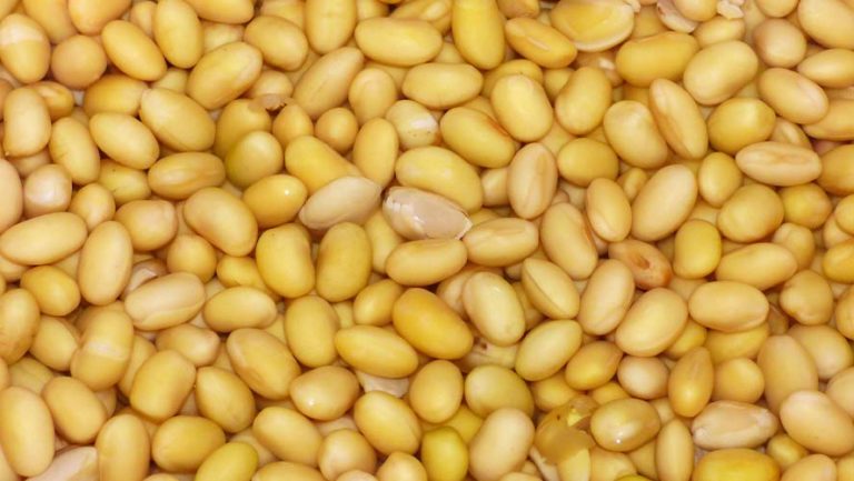 Lupini Beans