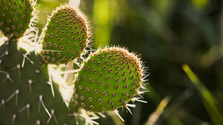 Nopales