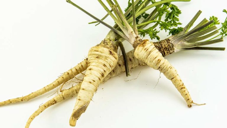 Parsley Root