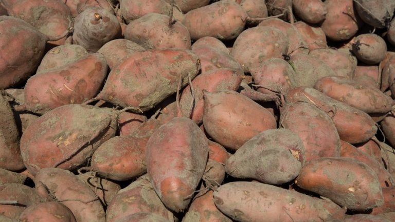 Sweet Potato