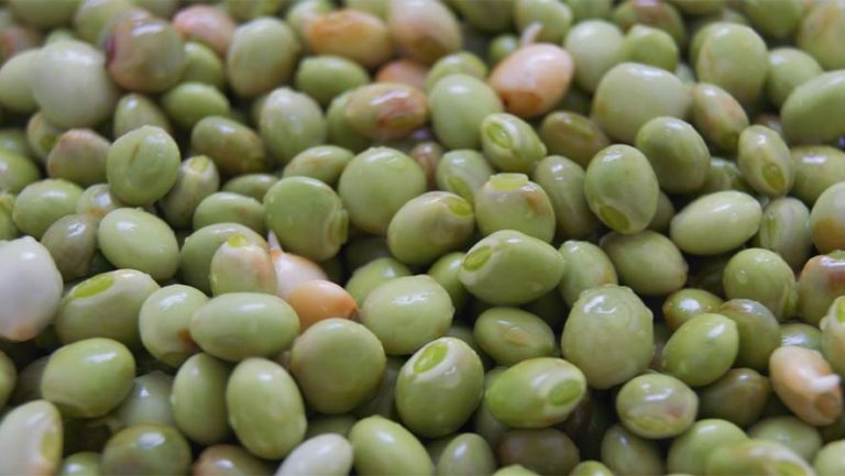 Pigeon Peas