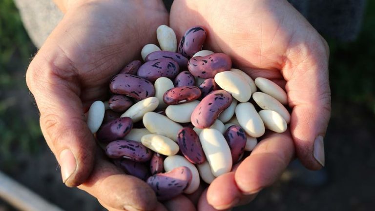 Scarlet Runner Beans