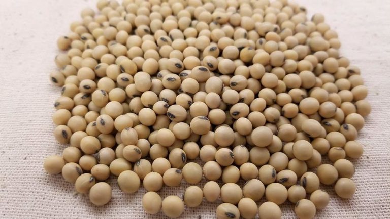 Soybean-Soya Bean