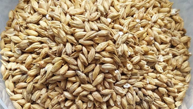 Triticale