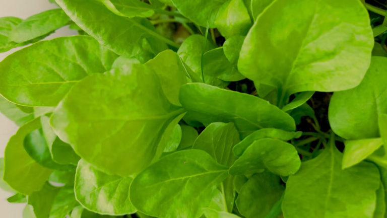 Alfalfa Leaf