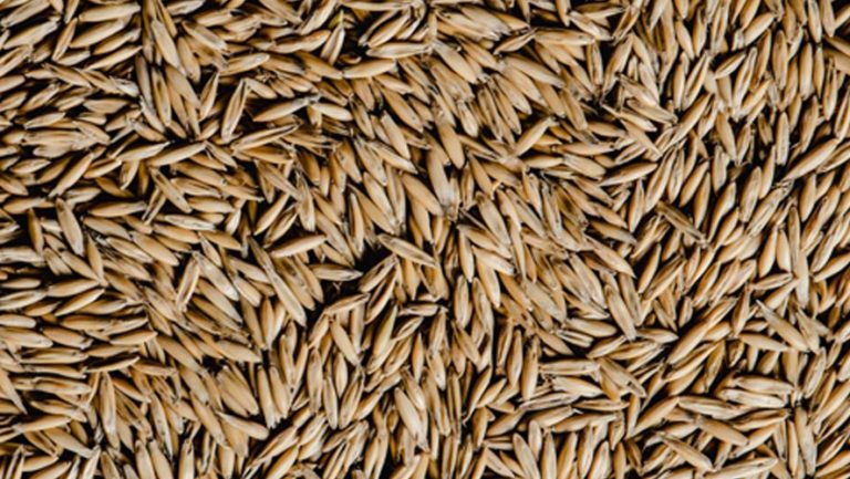 Hulled Barley/Barley Groats