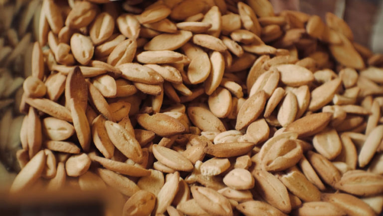 Triticale Berries